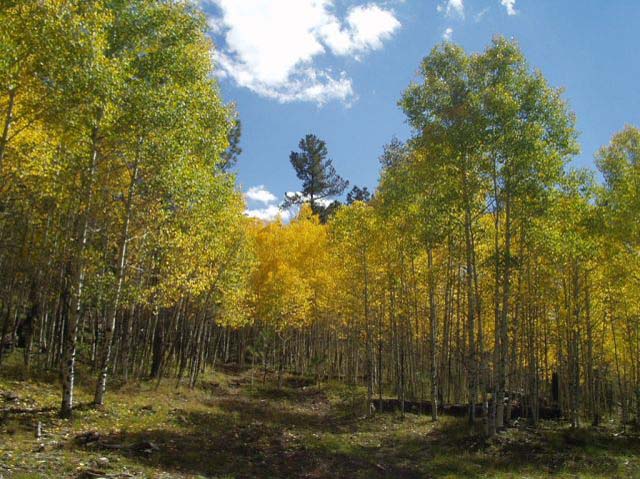 PA060068