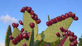 8A15040.jpg 8A15040.jpg