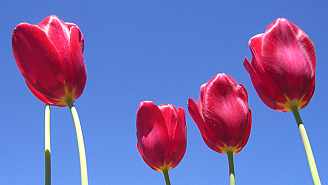 CIMG8423.JPG CIMG8423.JPG