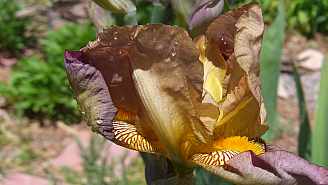 CIMG8425.JPG CIMG8425.JPG