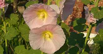 CIMG9020.JPG CIMG9020.JPG