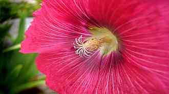 Hollyhock10622C028.jpg Hollyhock10622C028.jpg