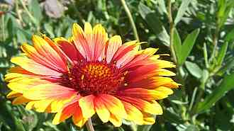 Indian Blanket Flower.jpg