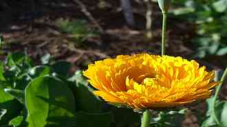 calendula.jpg calendula.jpg