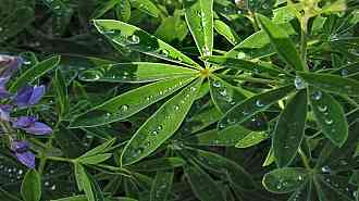 lupine-raindrops.jpg