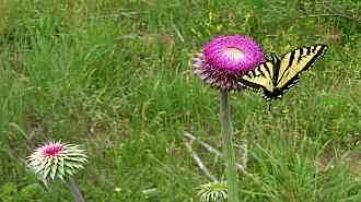 muskthistle-bfly.jpg